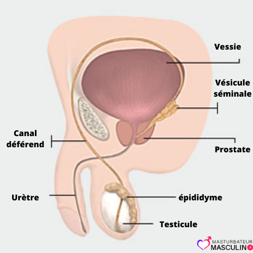 schéma injaculation