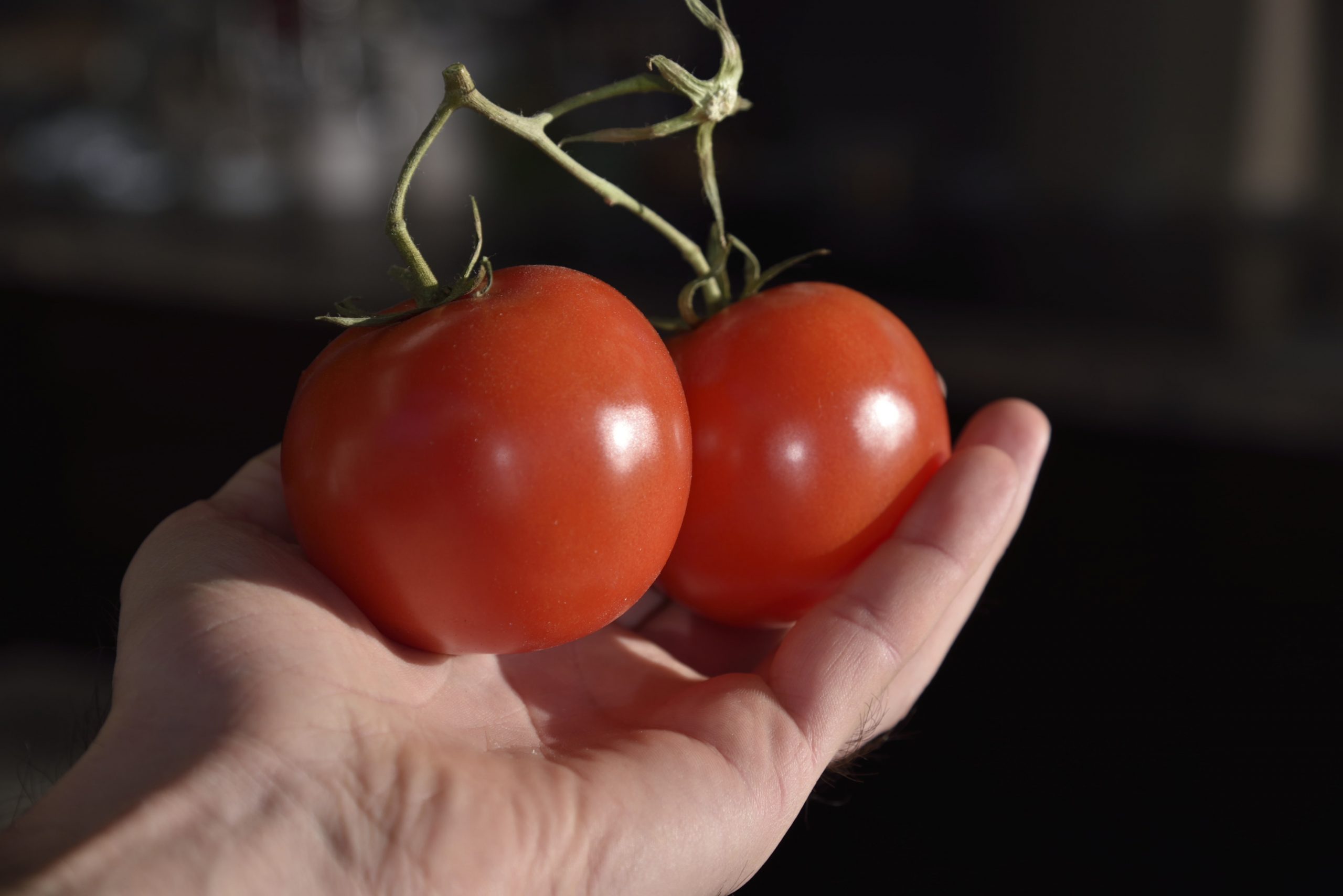 testicules tomates