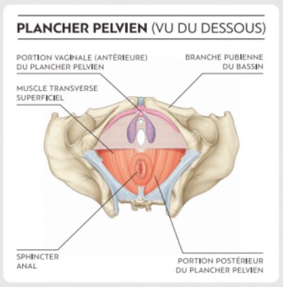 plancher pelvien